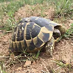 Brise Marine Πανσιόν Bonifacio (Corsica)