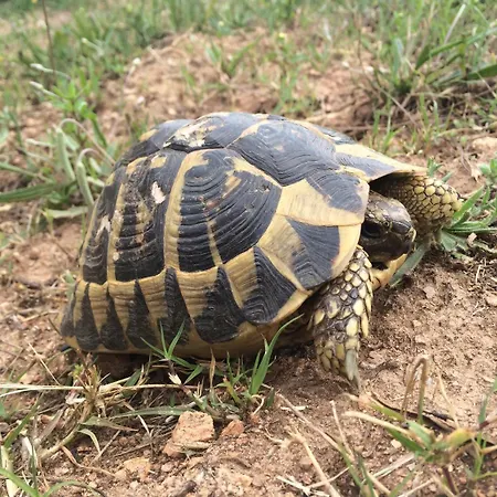 Brise Marine Pensionat Bonifacio (Corsica)