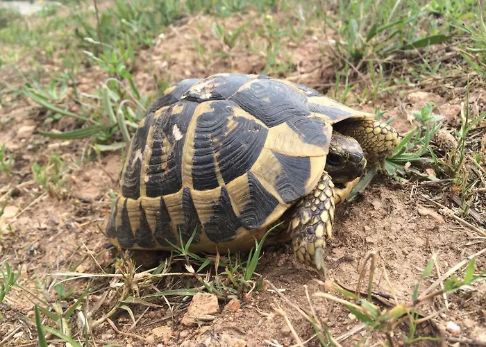 Brise Marine Maison d'hôtes Bonifacio (Corsica)